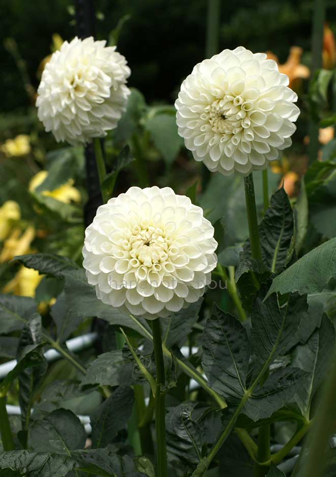 ダリア スノー ボール｜花の手帖のダリア図鑑