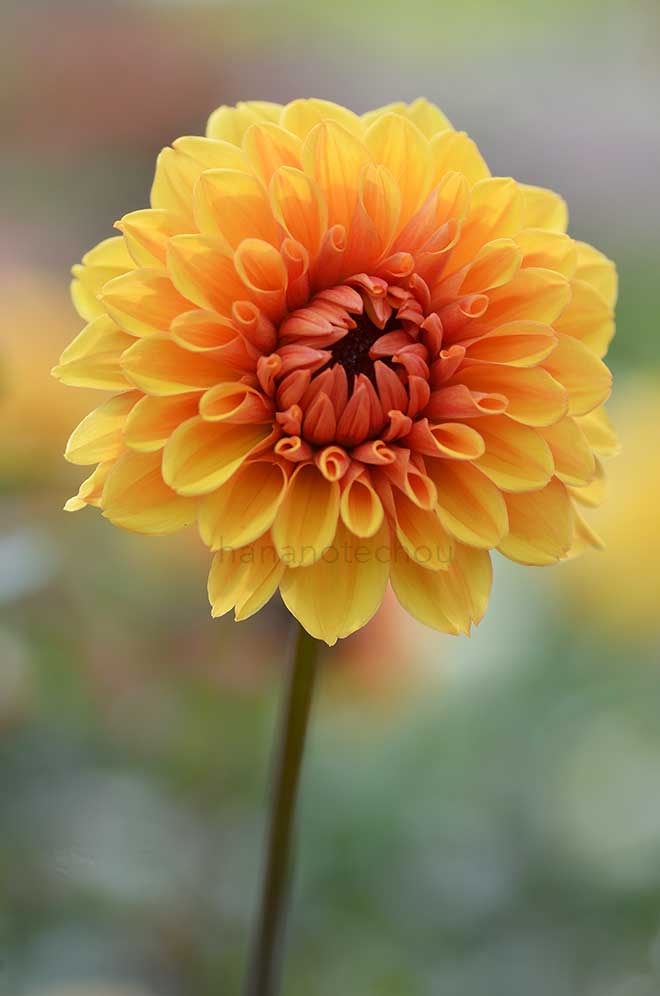 ダリア 草原の光｜花の手帖のダリア図鑑