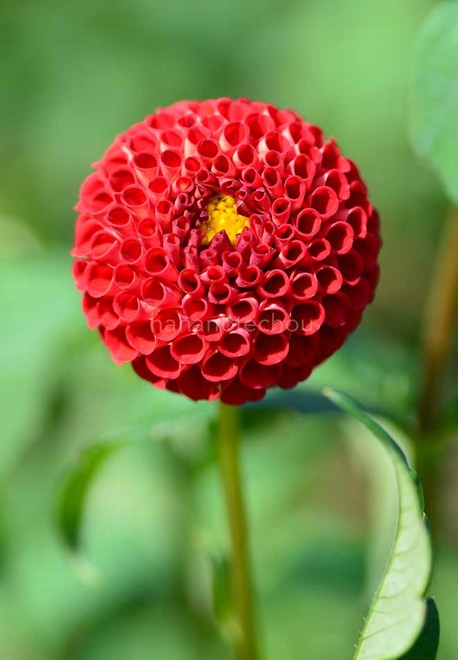 ダリア ストンレイ ジョイス｜花の手帖のダリア図鑑