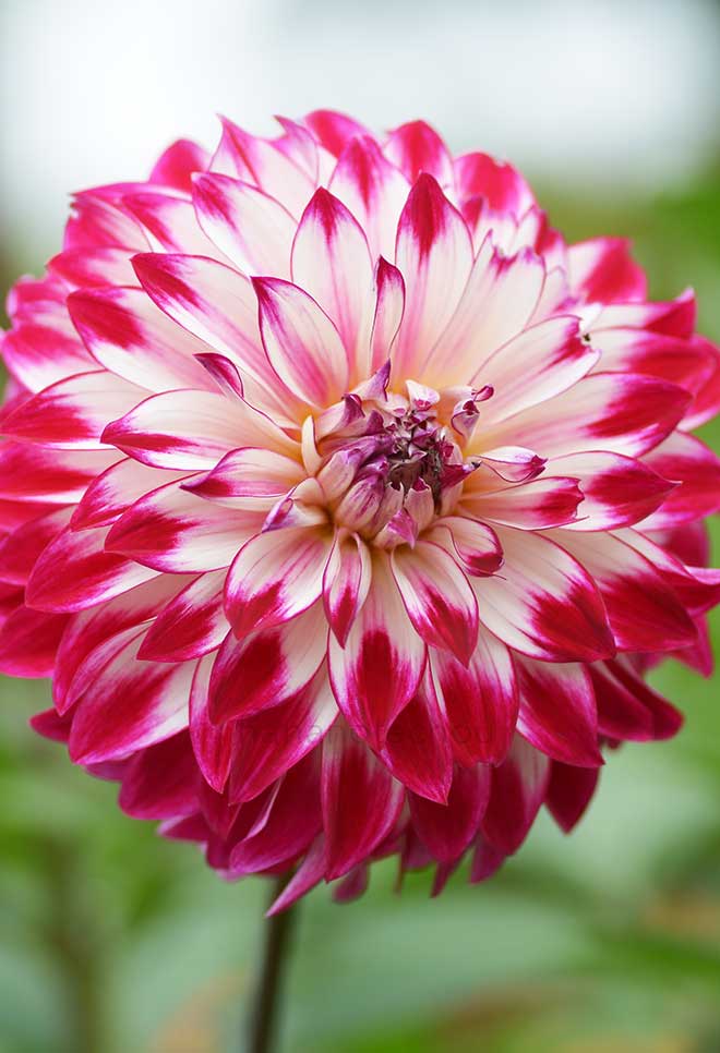 ダリア 大正浪漫|花の手帖のダリア図鑑