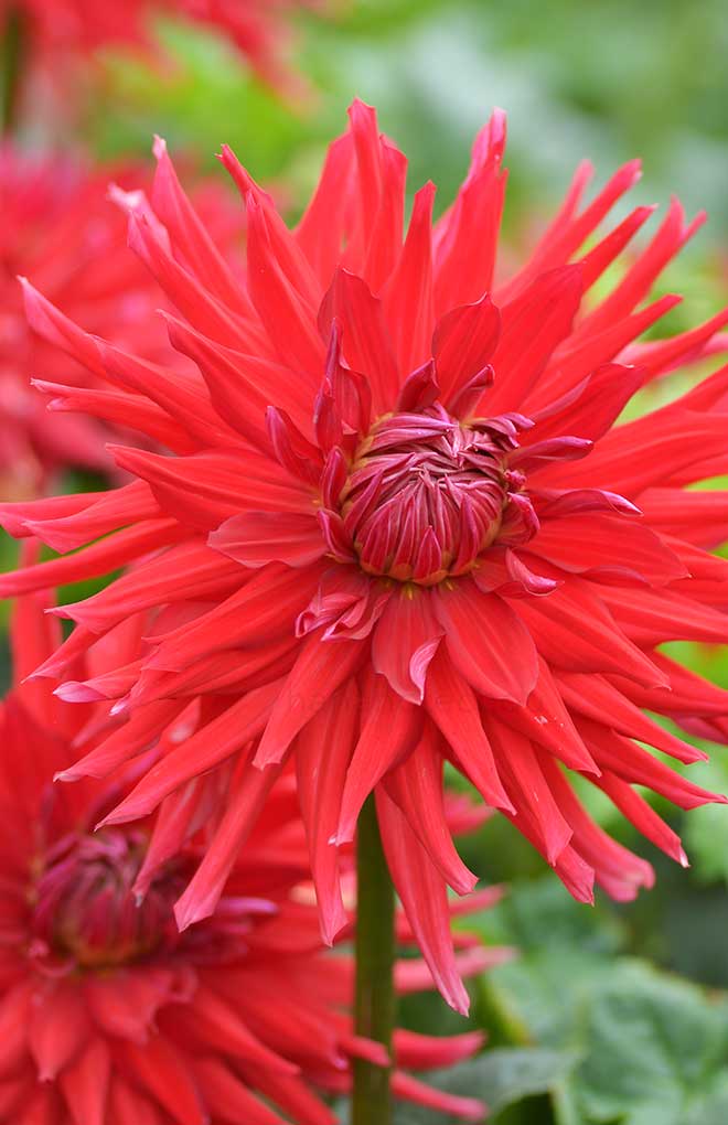 ダリア 太陽｜花の手帖のダリア図鑑