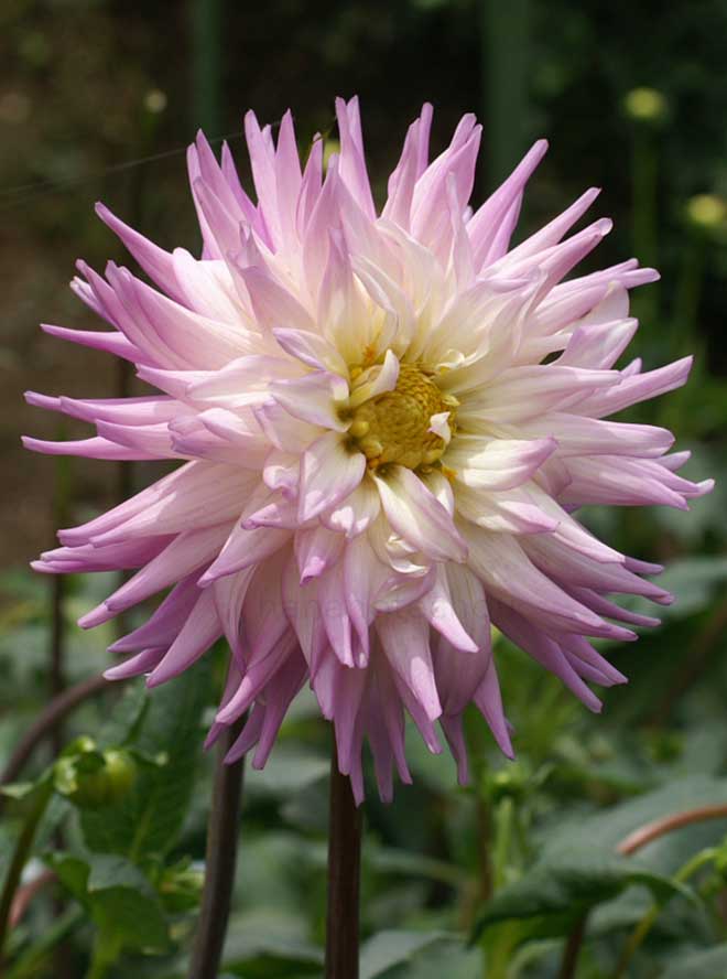 ダリア タラタヒ ライラック|花の手帖のダリア図鑑