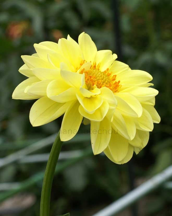 ダリア イエロー ハット｜花の手帖のダリア図鑑