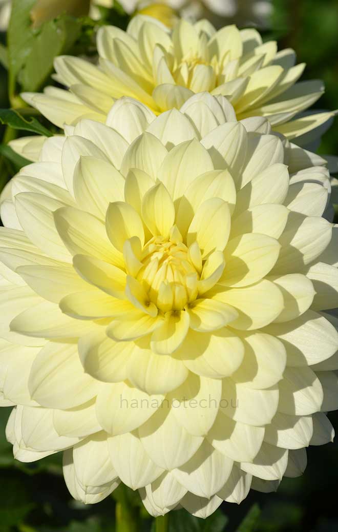 ダリア 残雪｜花の手帖のダリア図鑑