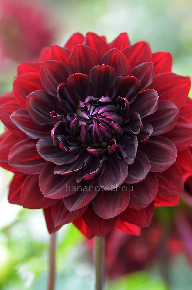 ダリア 禅｜花の手帖のダリア図鑑