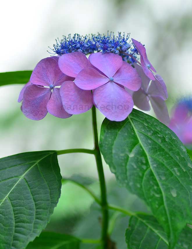 紫陽花 茜月｜花の手帖のアジサイ図鑑