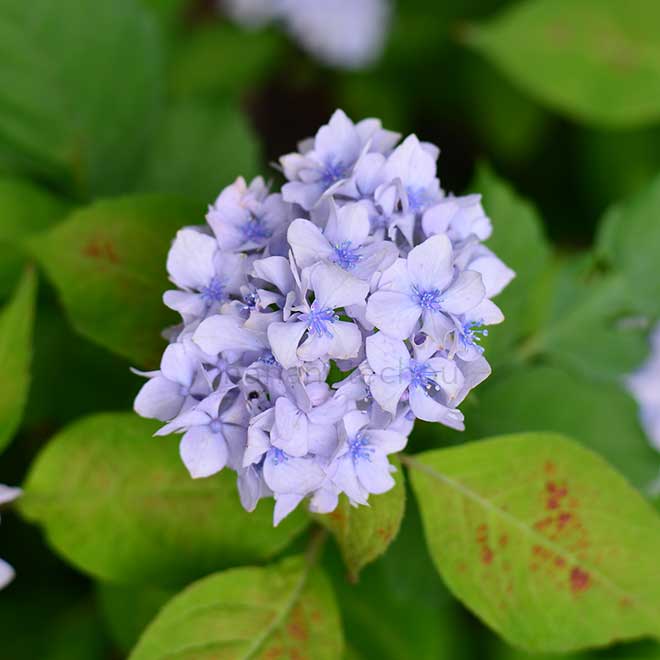 紫陽花 秋篠てまり｜花の手帖のアジサイ図鑑
