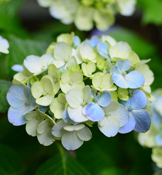 紫陽花 アレキサンドリア|花の手帖のアジサイ図鑑