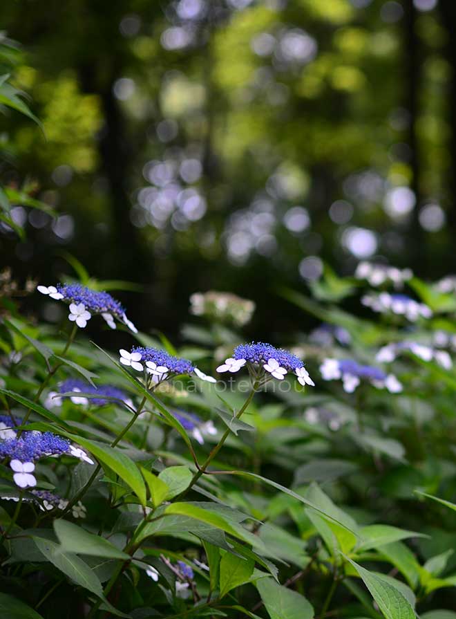 紫陽花 甘茶｜花の手帖のアジサイ図鑑