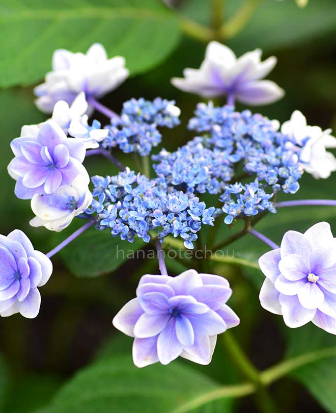 紫陽花 雨に唄えば|花の手帖のアジサイ図鑑