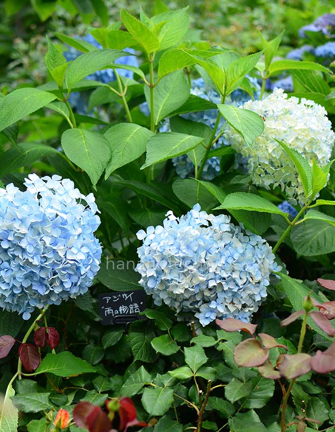 紫陽花 雨の物語｜花の手帖のアジサイ図鑑