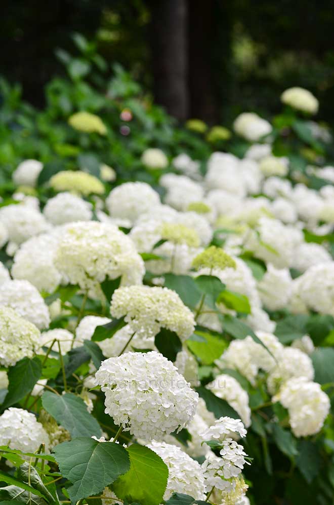 紫陽花 アナベル｜花の手帖のアジサイ図鑑