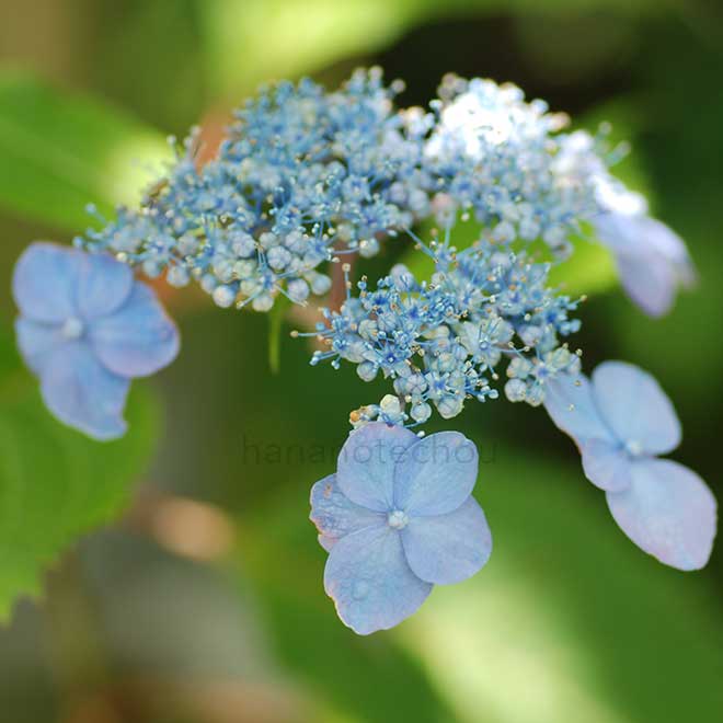 紫陽花 青葉の笛|花の手帖のアジサイ図鑑