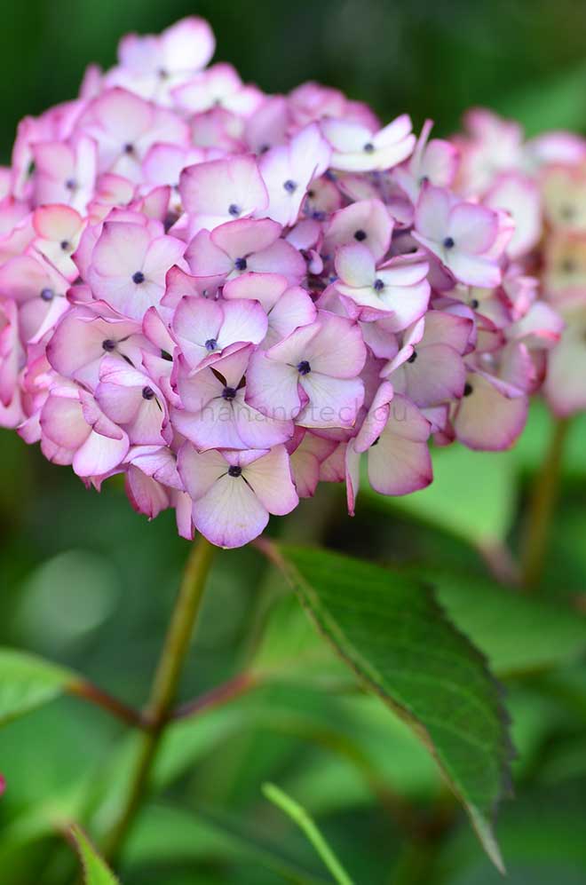 紫陽花 アジアン ビューティ紅|花の手帖のアジサイ図鑑