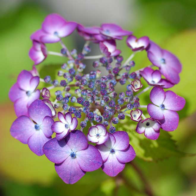 紫陽花 アジアン ビューティ紅｜花の手帖のアジサイ図鑑