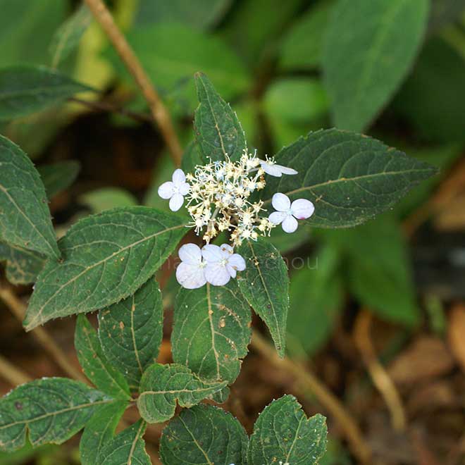 紫陽花 阿波紫|花の手帖のアジサイ図鑑