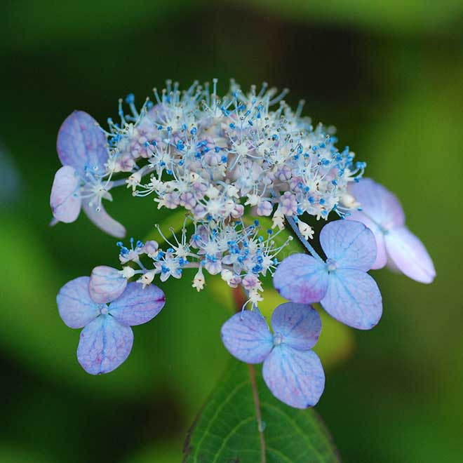 紫陽花 阿波紫紅|花の手帖のアジサイ図鑑