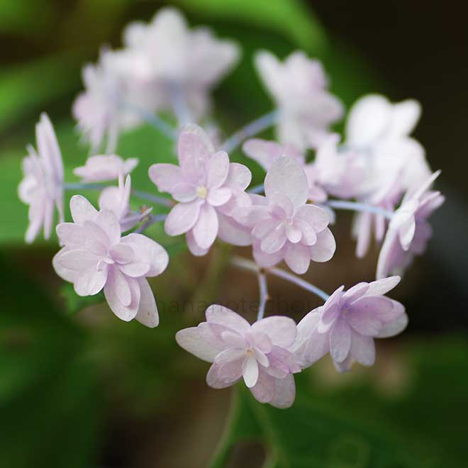 紫陽花 綾｜花の手帖のアジサイ図鑑