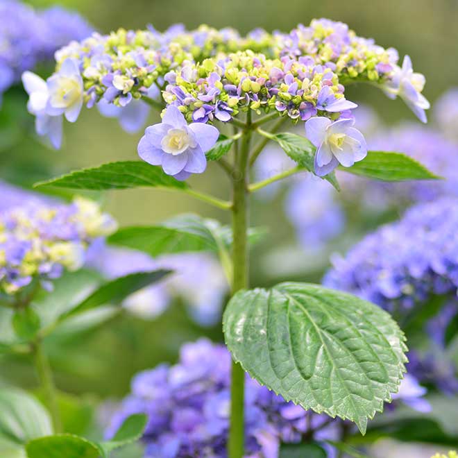 紫陽花 綾波｜花の手帖のアジサイ図鑑