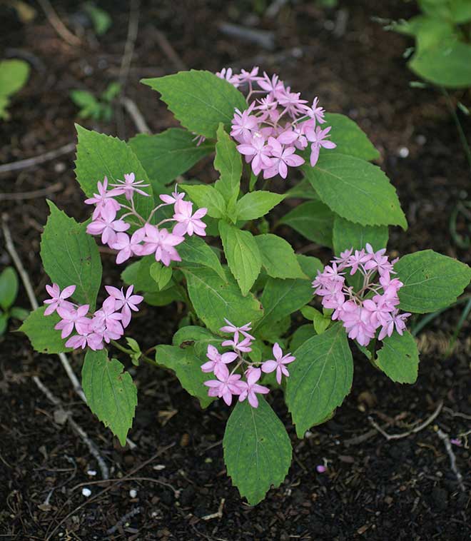 紫陽花 石鎚の光
|花の手帖のアジサイ図鑑