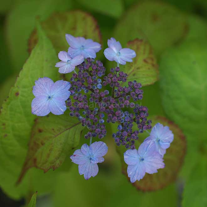 紫陽花 井内絣｜花の手帖のアジサイ図鑑