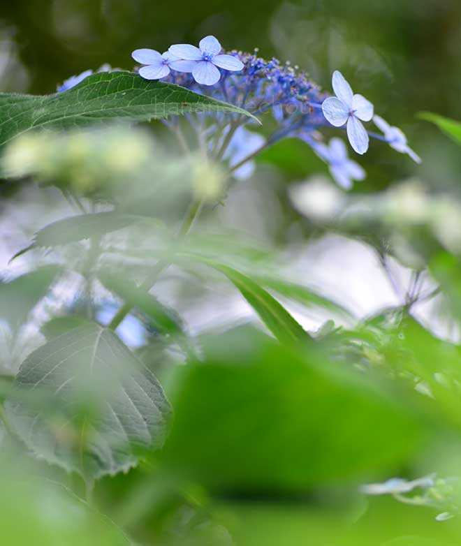 紫陽花 井内絣｜花の手帖のアジサイ図鑑