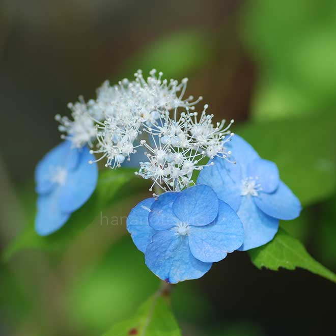 紫陽花 祖谷の風車|花の手帖のアジサイ図鑑