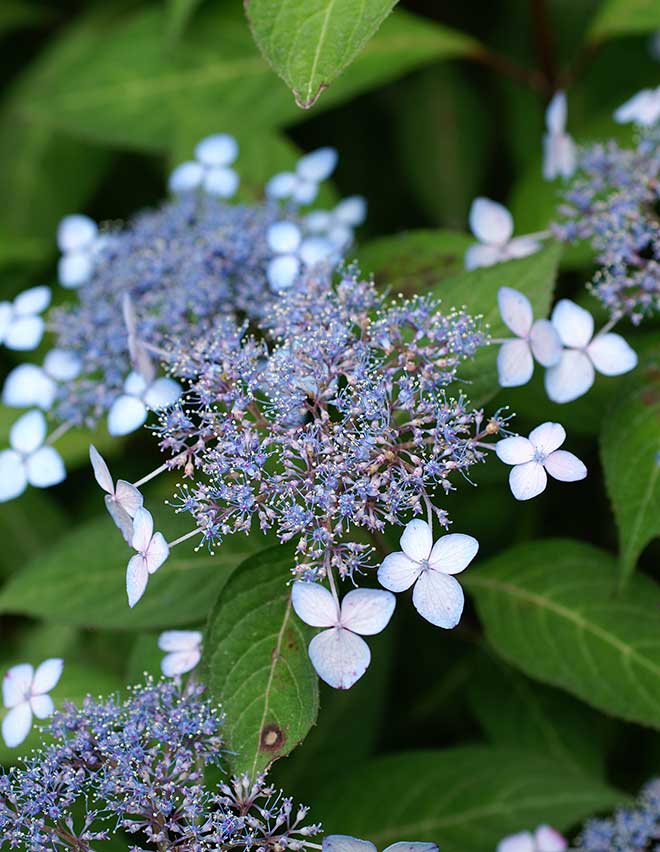 紫陽花 伊予小町｜花の手帖のアジサイ図鑑