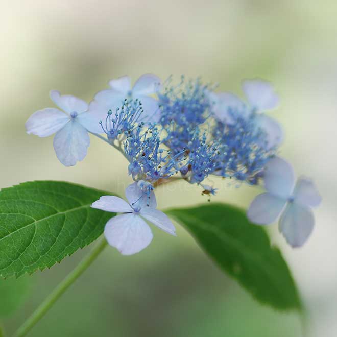 紫陽花 伊予時雨|花の手帖のアジサイ図鑑