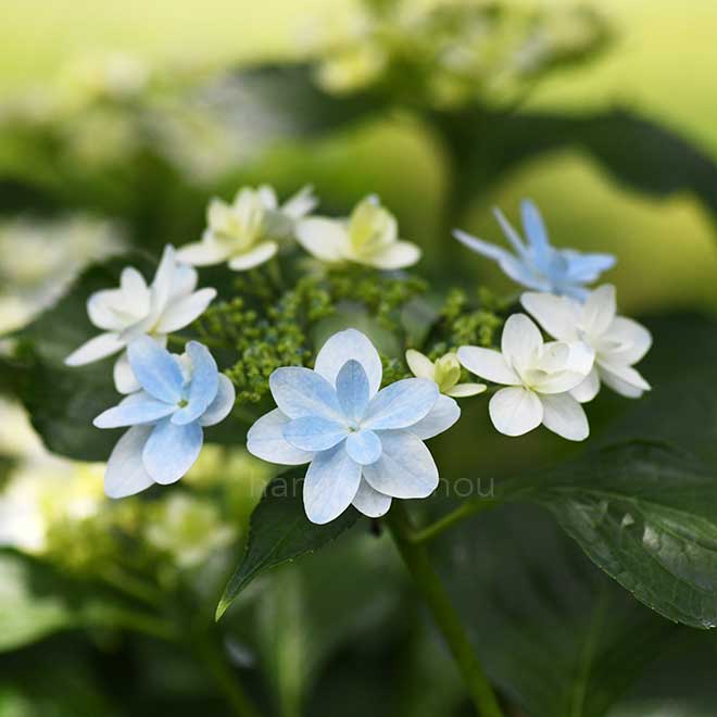 紫陽花 泉鳥｜花の手帖のアジサイ図鑑