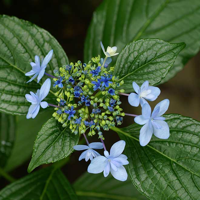紫陽花 伊豆の華
｜花の手帖のアジサイ図鑑