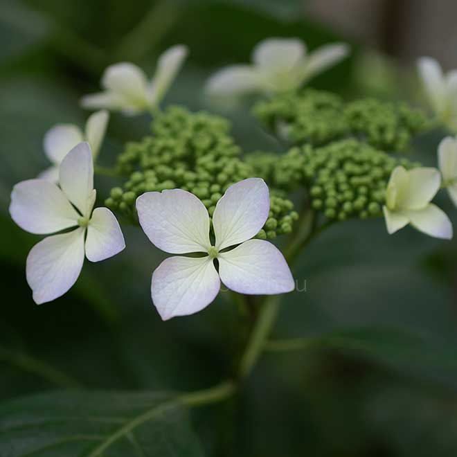紫陽花 伊豆の紫風|花の手帖のアジサイ図鑑