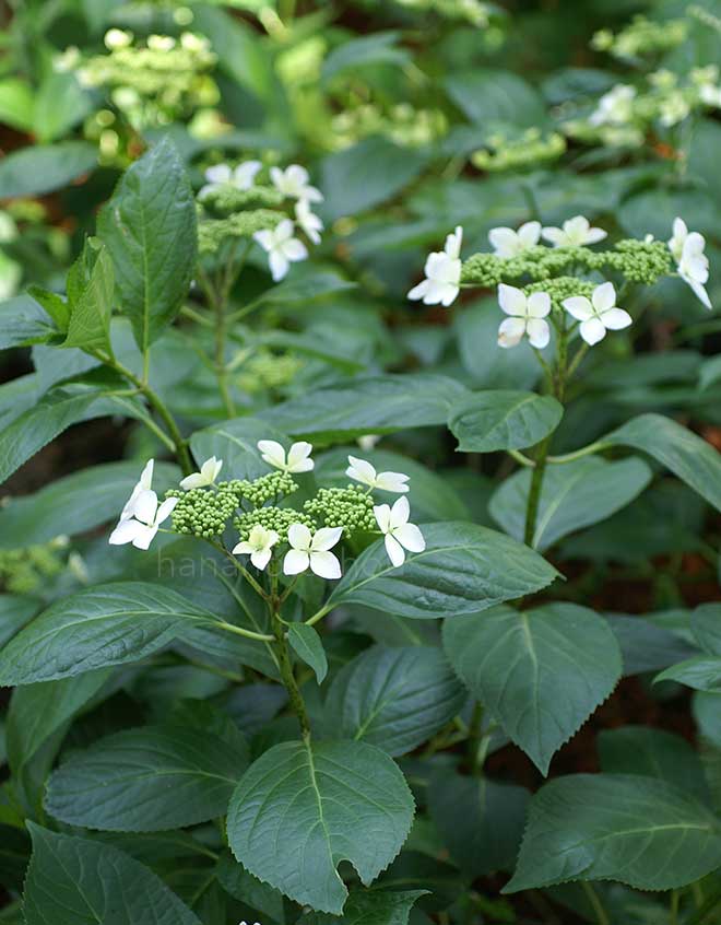 紫陽花 伊豆の紫風|花の手帖のアジサイ図鑑