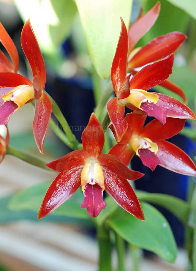 カトレア チョコレート ドロップ ’コダマ’｜花の手帖の蘭図鑑