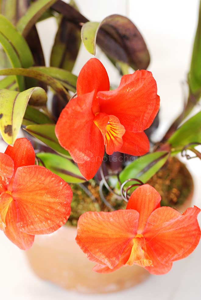 |花の手帖の蘭図鑑