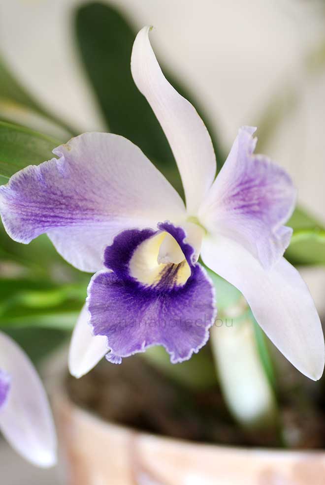 カトレア コスモ レブリング 'マリアイレーナ'|花の手帖の蘭図鑑