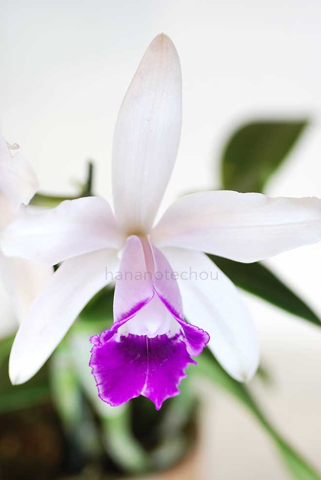 カトレア インターメディア オルラータ 'ホタル'|花の手帖の蘭図鑑