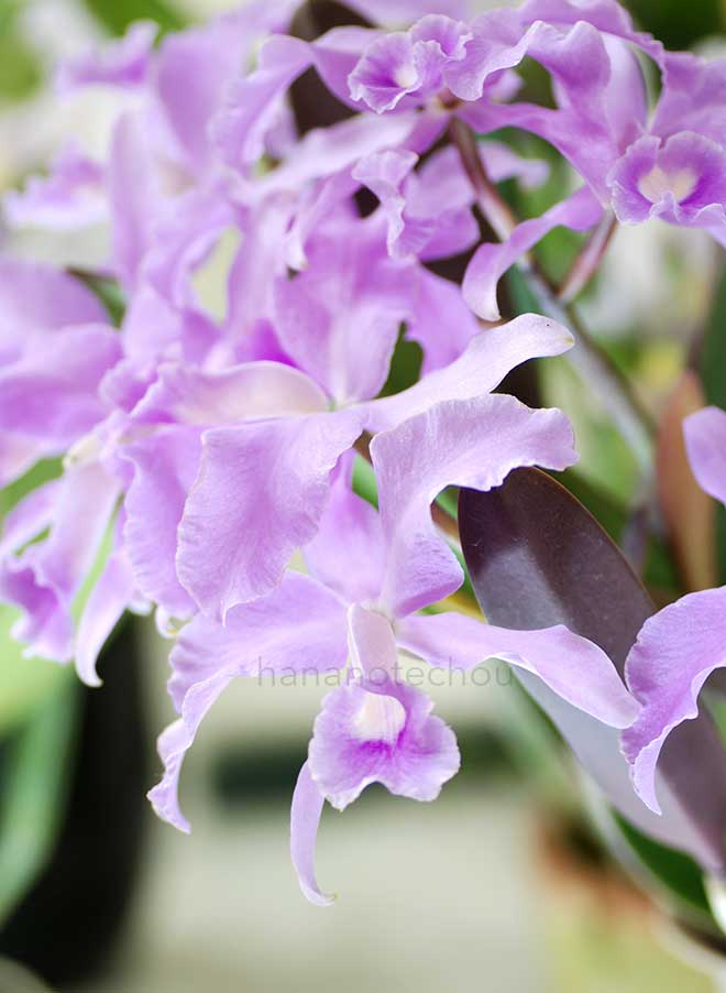 カトレア ローレンセアナ 'フレグランス オブ スプリング'|花の手帖の蘭図鑑