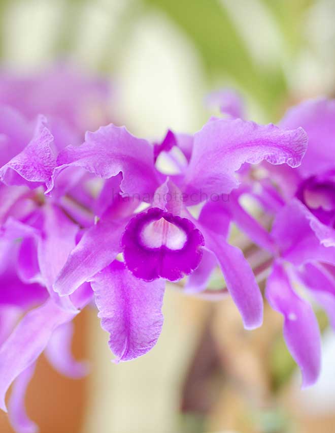 カトレア ローレンセアナ 'ヤイズ エレガンス'|花の手帖の蘭図鑑