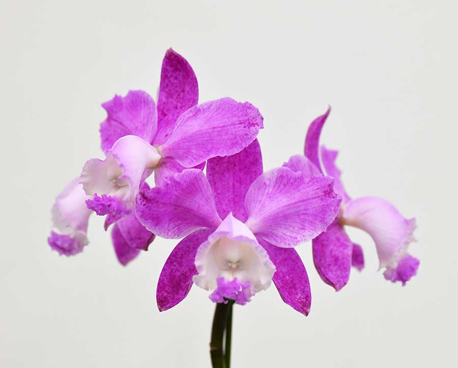 カトレア ロディゲシー ’ブエノ’|花の手帖の蘭図鑑