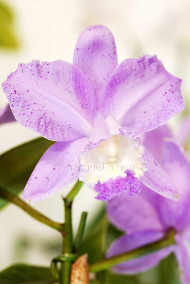 カトレア ロディゲシー 'S. フクシマ'|花の手帖の蘭図鑑