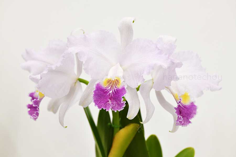 カトレア ルデマニアナ セルレア ’ダーク リップ’|花の手帖の蘭図鑑