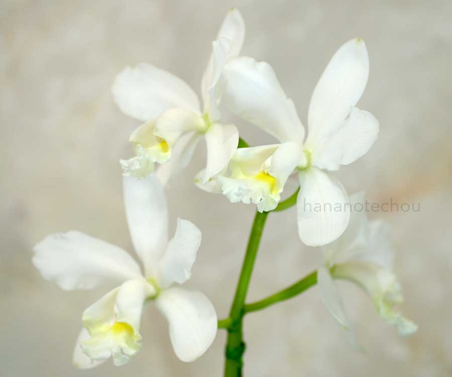 カトレア マリサベル デラス カサス 'ホワイトロリポップ'|花の手帖の蘭図鑑