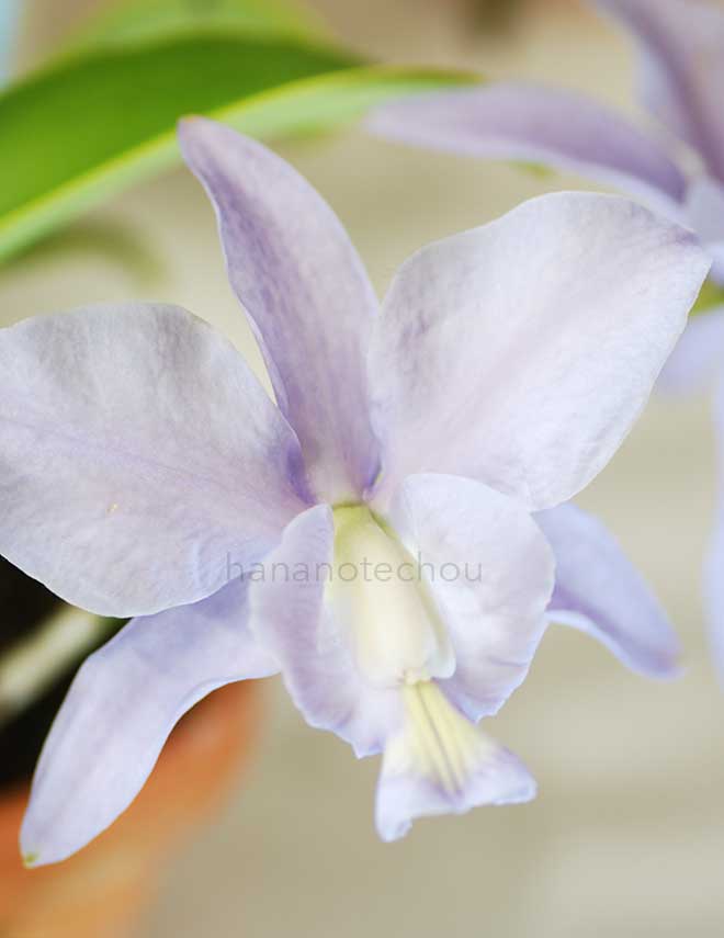 カトレア ノビリオール セルレア 'ルアー ド セルタオ'｜花の手帖の蘭図鑑