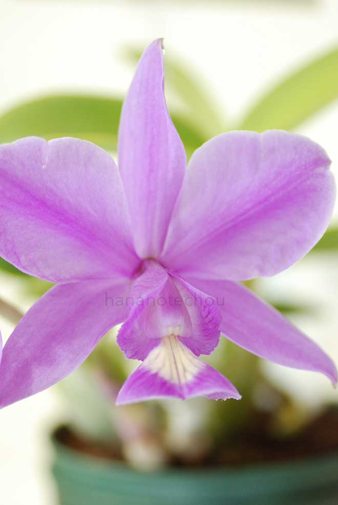 カトレア ノビリオール 'ミズキ ノ ナンバーワン'｜花の手帖の蘭図鑑