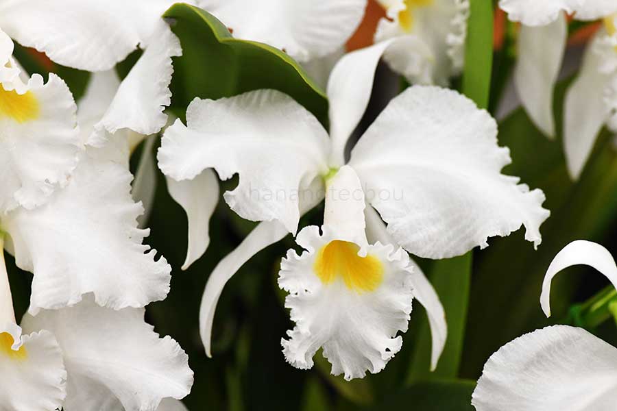 カトレア トリアナエ ’ブロス フィールド’｜花の手帖の蘭図鑑