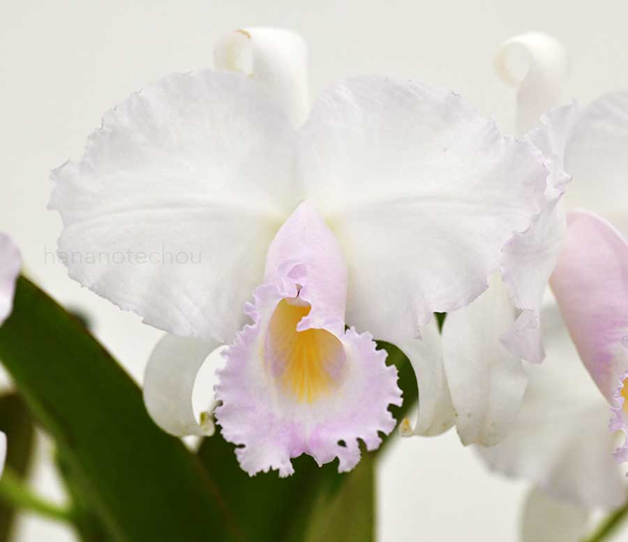 カトレア トリアナエ コンカラー ’タカコ’|花の手帖の蘭図鑑