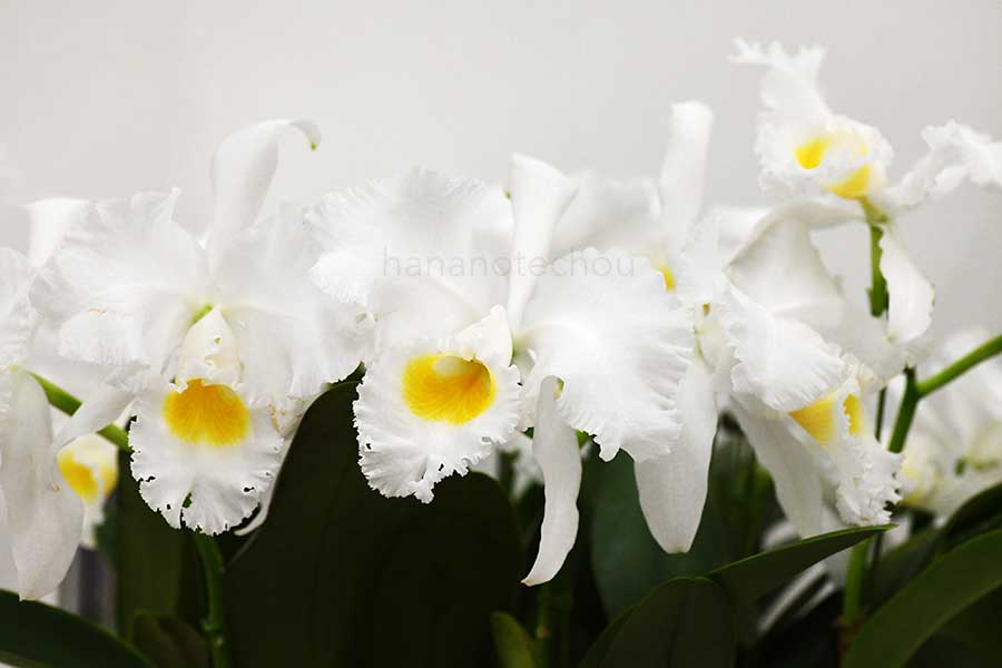 カトレア トリアナエ アルバ ’アランカ ジャーマスク’|花の手帖の蘭図鑑