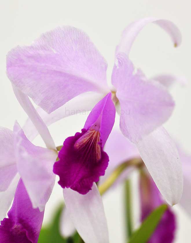 カトレア トリアナエ ’キヨ’|花の手帖の蘭図鑑