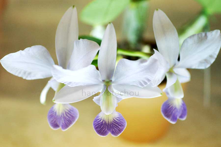 カトレア ワルケリアナ セルレア 'KH-20'|花の手帖の蘭図鑑